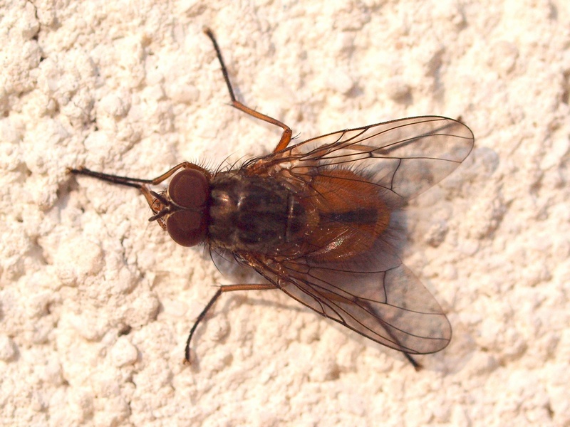 Phaonia subventa